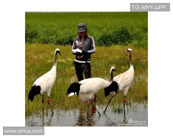 傻子足球明星们的疯狂人生与不为人知的真实故事